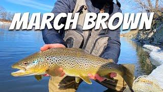 EPIC March Brown Trout FLOAT - Fly Fishing Bow River Calgary Alberta [4K]
