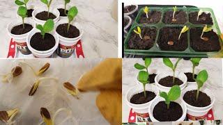 How to easily grow sweet pumpkin (bangla khodu) and Malabar spinach .