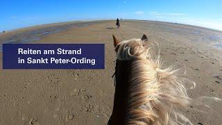 Galopp am Meer: Möglichkeiten für Reiter in St. Peter-Ording #strandritt #pferde #meer #ausritt