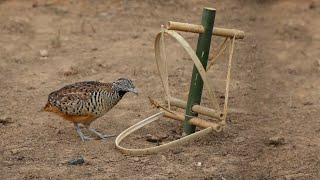 Create Amazing Easy Bird Trap for Catching the Quail Bird in the Forest Working Very Well 100%