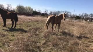 Chasing Horses On A Motorcycle For Sacking & Exercise - No It's Not Mean Dummy