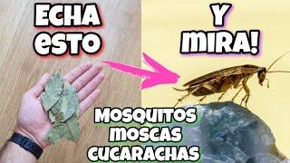 APLICA esto y en 2 HORAS no tendrás más moscas, mosquitos y cucarachas! Repelente casero de laurel