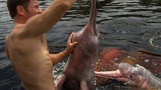 Swimming with Wild Pink River Dolphins | Deadly 60 | BBC Earth Explore