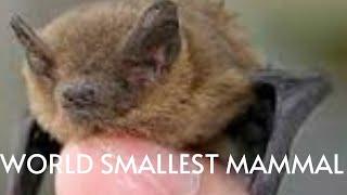 Bumblebee bat world's smallest mammal