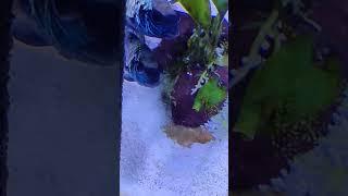 Electric Blue Acaras fry in wiggler stage