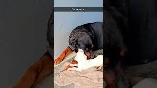 Dogs #puppies #puppy #rottweiler #angry #up #scorpion