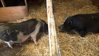 Harvest Home Animal Sanctuary: Mohawk the Pig meets new Girlfriend Monica (first sniff)