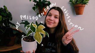 my philodendron collection 2022—16 varieties! 