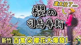 司馬庫斯櫻花全盛時刻！太誇張！台灣最美的櫻花隧道｜新竹