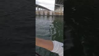 my bait gets  smashed by Bridge monster #danthefishman #tampabay #fishing #fishing #subscribe