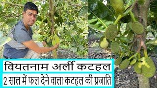 Vietnam Super Early Jackfruit Plant || वियतनाम सुपर अर्ली कटहल का पौधा || Hybrid Jackfruit Plant ||