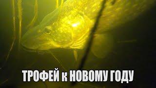 Подводная охота " ТРОФЕЙ К НОВОМУ ГОДУ ". Щука, Судак, Лещ, Подводная съёмка 2021 - 2022