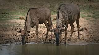 Wildebeest Senses: Navigating a Dangerous World