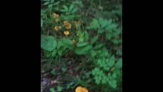 Wisconsin Chanterelles