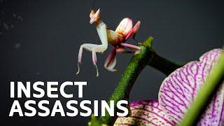 Masters Of Disguise: Meet The Creatures Lurking In The Wilderness | Nature Documentary