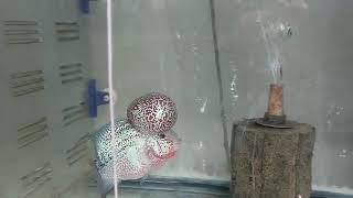 فلاورهای تایلندی بیگ هد #flowerhorn