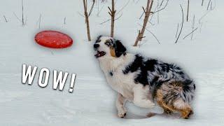 Australian Shepherd Does AMAZING Dog Frisbee!