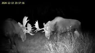 Bull Moose Play Fighting | Maine Wildlife Captured On Cellular Game Camera