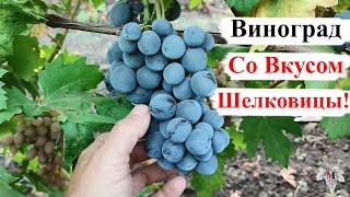 Виноград СО ВКУСОМ ШЕЛКОВИЦЫ!