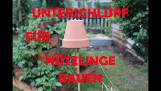 Unterschlupf für Ohrwürmer bauen