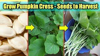 How to Grow Pumpkin Leaves Only in 15 Days // Seed to Harvest // Grow Pumpkin at Home // Plantalogy