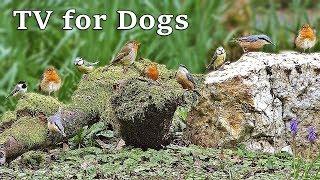 Dog TV Relaxation : Birds Chirping and Tweeting - TV for Dogs