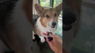 10 things that annoy my corgi