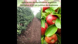 Aplicación de Fertilizante orgánico Fertiplus 4-3-3 en cultivo de manzana