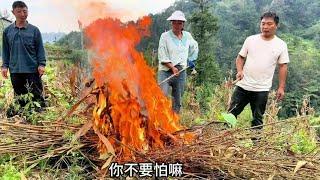 农村里山货满满，今天进山打野收获不错，靠山吃山厉害了