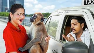 I Booked Pet Friendly Cabs for Wild Animals