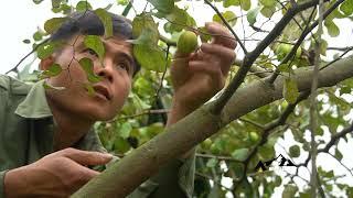 Life In The Highlands: A day of green apple harvesting and a busy afternoon market