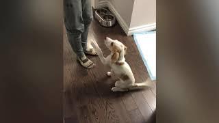 American foxhound puppy growing up