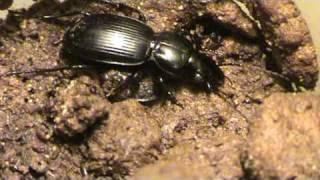 coleóptero ( Carabidae) gran devorador de gusanos y otros artrópodos blandos