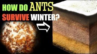 How Ants Survive the Winter