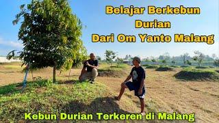 Belajar Berkebun Durian Dari Om Yanto Malang (Pengelola Kebun Durian Terkeren di Malang)