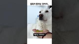 설득(말)이 통하는 강아지 (진돗개)