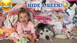 The Best Husky Hide & Seek Ever!