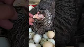 The Hen Who Tried to Hatch the World 