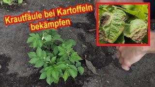 Krautfäule bei Kartoffeln bekämpfen – Braunfäule bei Kartoffelpflanzen erkennen & vorbeugen