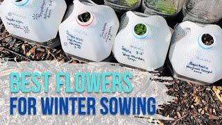 Winter Sowing - Best Flower Seeds and When to Start