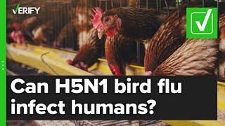 VERIFY | Yes, a strain of bird flu is spreading in the US but infections in humans are rare