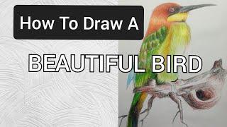 How To Draw A Beautiful Bird #drawing #howtodrawwithcoloredpencils #speedpainting #birds #nature