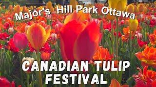 Ottawa Tulip Festival 2023 at Major Hill Park Downtown Ottawa Ontario Canada