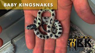 Our First Kingsnakes Clutches of 2021!
