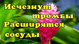 Как избавиться от тромбов, расширить сосуды, увеличить кровоснабжение.