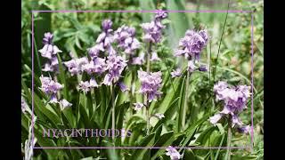 MGD - HYACINTHOIDES HISPANICA