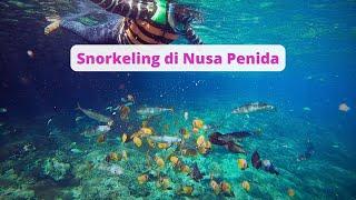 Snorkeling di Nusa Penida #travel #hiking #snorkeling