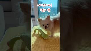 장난감이 맘에든 강아지 #장모치와와 #chihuahua #둥이