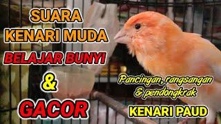 SUARA KENARI MUDA PAUD BELAJAR BUNYI DAN NGERIWIK - pancingan kenari paud