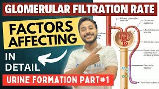 glomerular filtration rate physiology | urine formation factors affecting glomerular filtration rate